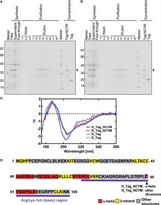 Secondary Structure of Human De Novo Evolved Gene Product NCYM Analyzed by Vacuum-Ultraviolet Circular Dichroism